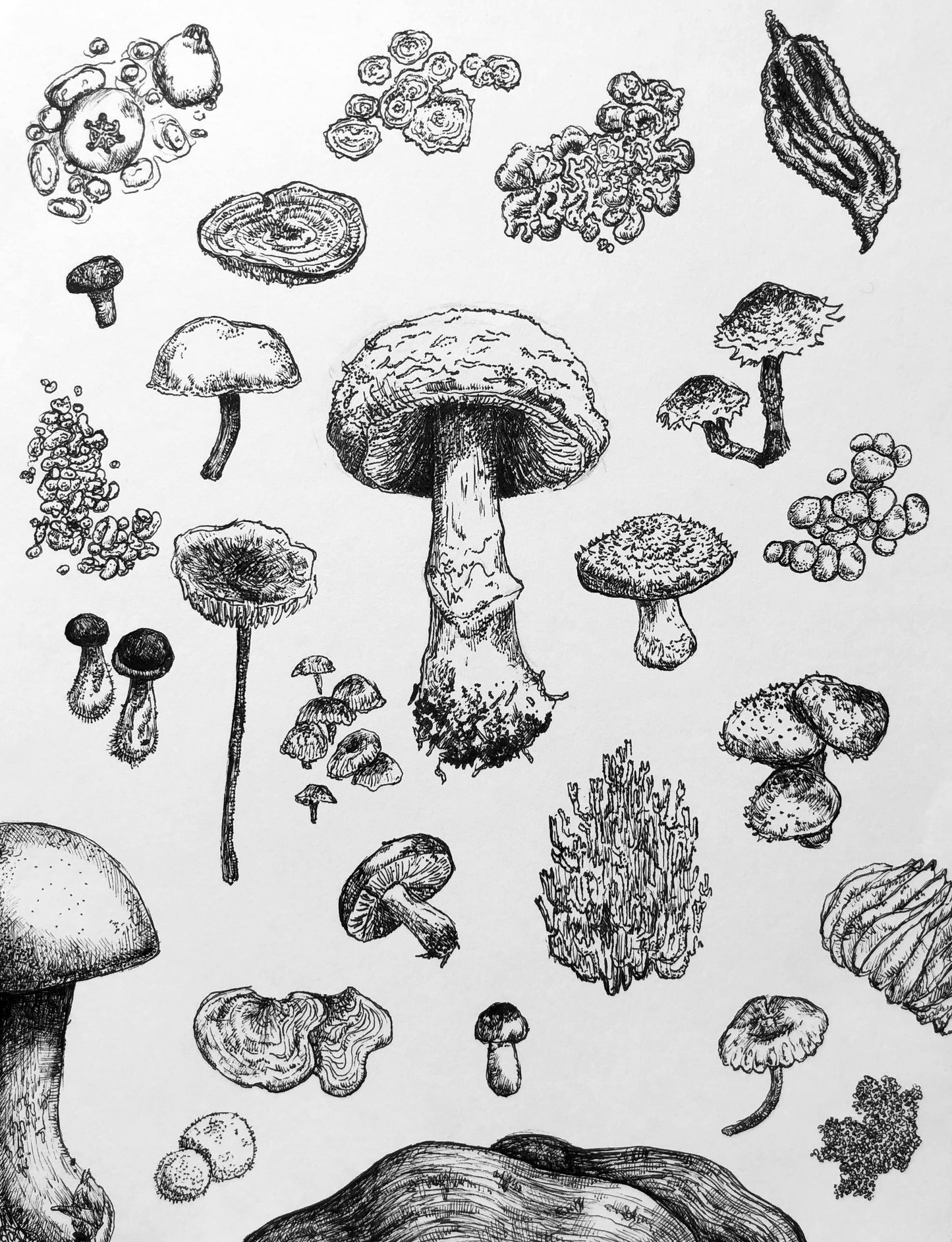 Mushrooms Print